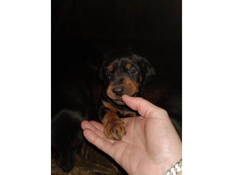 Doberman bebekler