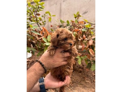 Muhteşem maltipoo yavrum