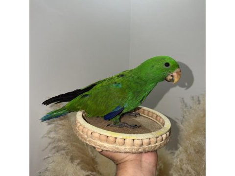 Eclectus papağanı yavru