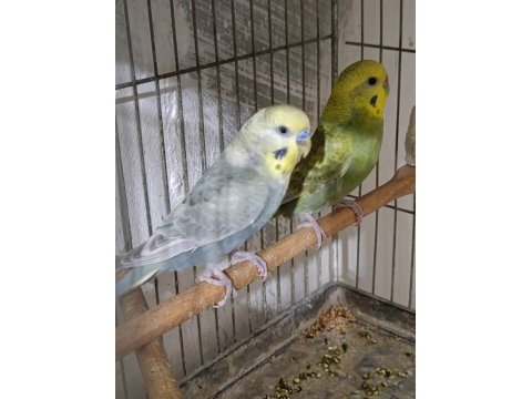 Jumbo rainbow yerli çek japones muhabbet kuşu hazır takımlar