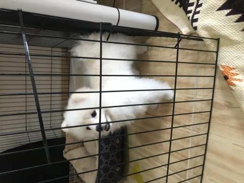 5 aylık pomeranian erkek