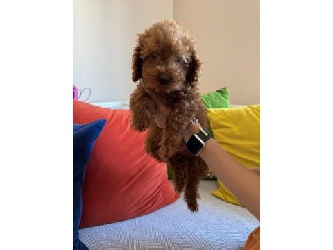 Mükemmel kalitede red brown poodle yavru