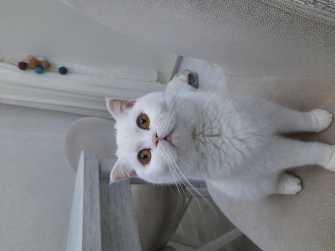 Yetişkin dişi kedilerim yeni yuvasını arıyor