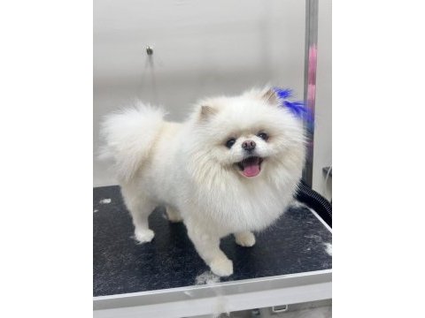2 yaşında erkek teddy pomeranian
