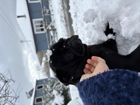 Yetişkin iki yaşında pug safkan dişi ve erkek var siyah