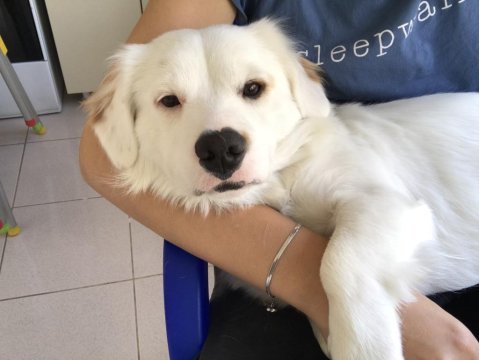 Ücretsiz rus finosu kırması köpeğimi sahiplendiriyorum