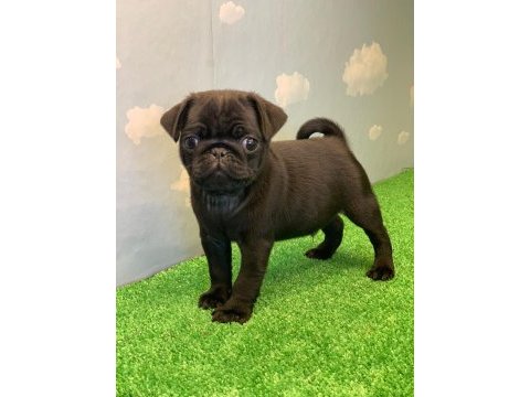 Gül kuyruk safkan siyah dişi ve erkek pug yavrular
