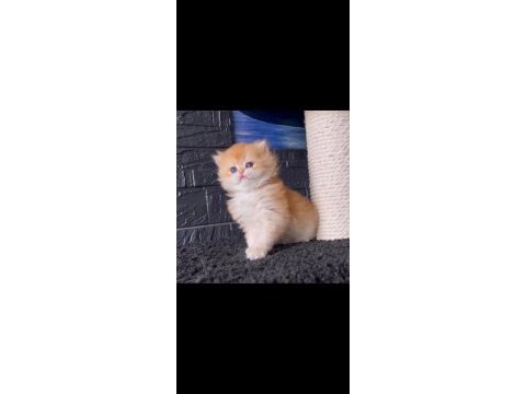 Yumuşacık golden british longhair 