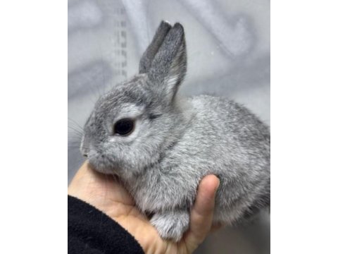Cüce netherland dwarf tavşan yavrularımız