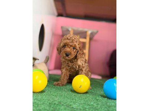 Minik poodle patim