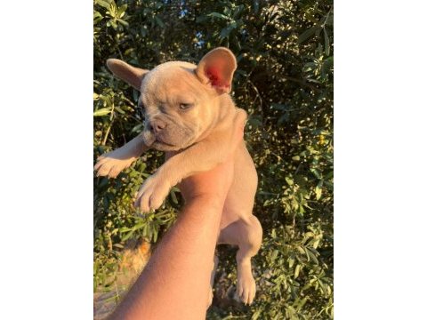 60 günlük son kalan erkek yavru french bulldog