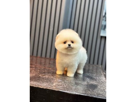 Sağlık ve ırk garantili pomeranian