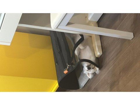 Pomeranian spitz beyaz oyuncu sevecen tanemim dişi 4 aylık
