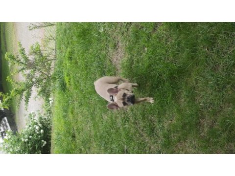 French bulldog sağlık sebeplerinden
