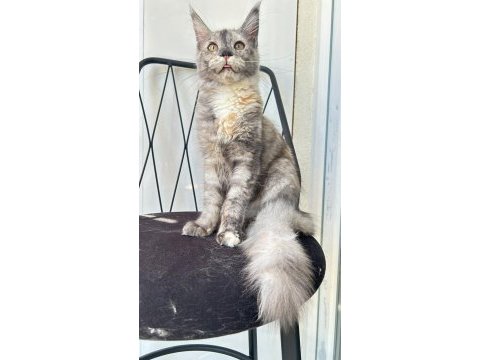 Dev prenses gloria maine coon