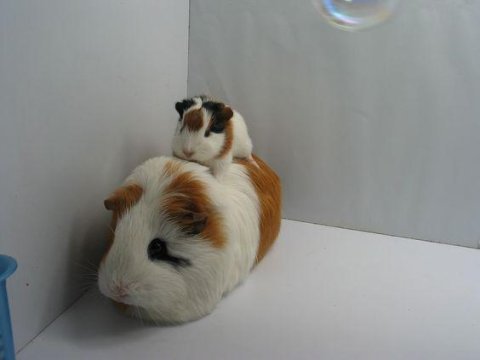 Yavru ginepigler burada