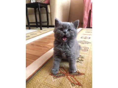 British shorthair cins kedimizi sahiplendirme