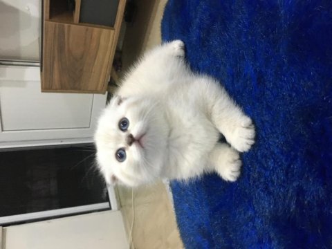Sevimli yavrular yeni yuvalarını arıyorlar scottish fold