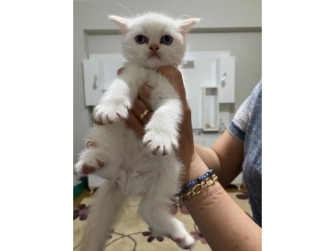 Mavis gözlü akıllı iran chinchilla yavrularım
