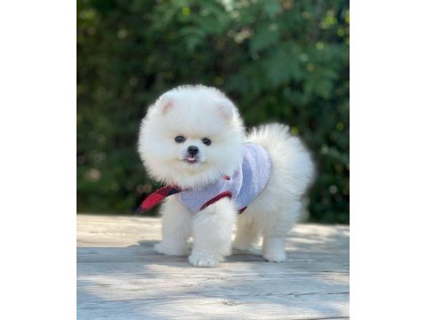 Safkan pomeranian boo yavrularımız