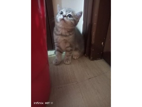 British shorthair silver yavrular