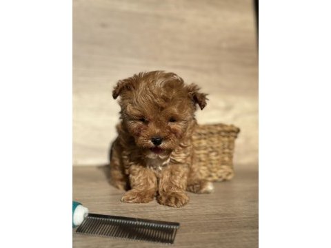 Tiny teddy face kore maltipoo