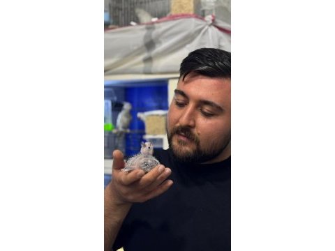 Kalem gibi sultan papağanlar