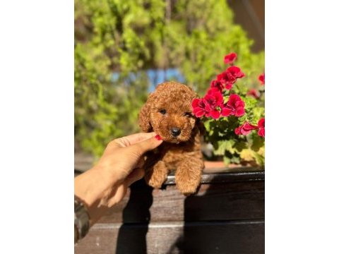 2 adet erkek poodle