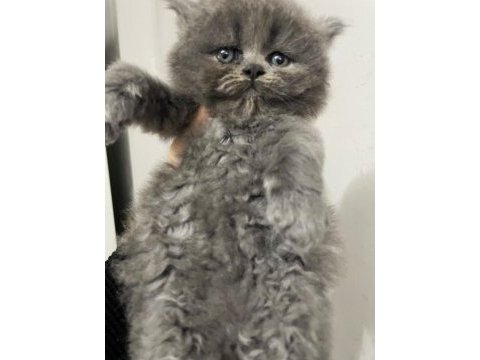 British longhair 1 aylık kedimiz