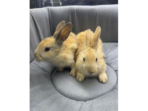 Cüce netherland dwarf yavru tavşanlar