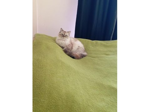 British longhair blue point 2 yaşında