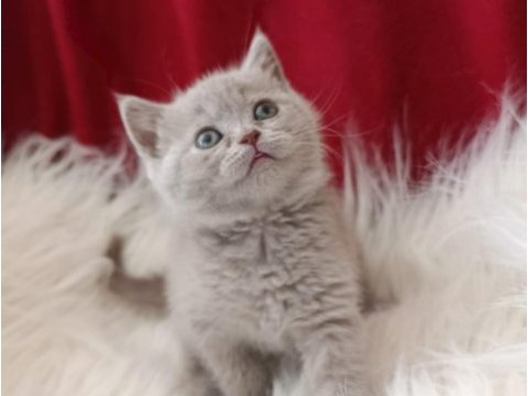 British shorthair bebekler yeni ailesini arıyor