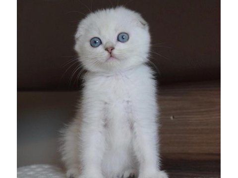 Mavi gözlü ve yeşil gözlü scottish fold yavrular