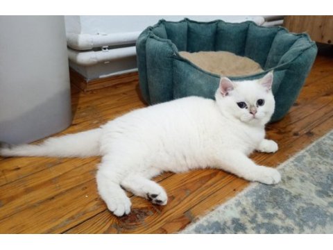 British shorthair golden point erkek