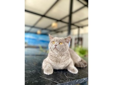 Yakışıklı british shorthair oğlumuza yuva arıyoruz