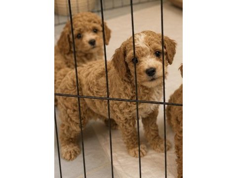 Üst düzey mini boy maltipoo yavrumuz