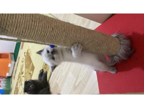 2 aylık blue point yavru scottish fold