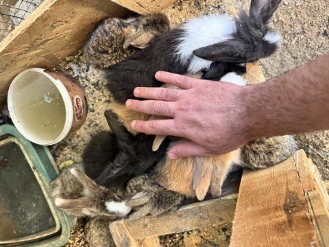 Orjinal hollanda lop tavşanlar ve cüce tavşanlar