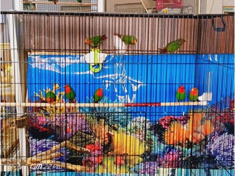 Rengarenk ispinozlar farklı ırklardan