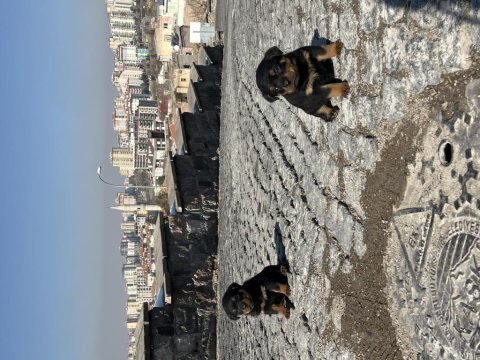 Acil sahiplendirilecektir rottweiler yavruları