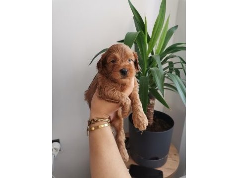 24 mayıs doğumlu maltipoo yavrular