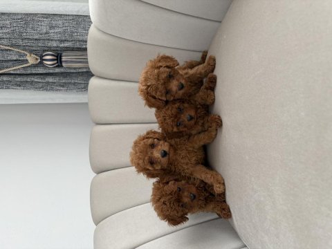 Evde beslediğim kendi köpeklerim