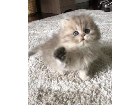 British longhair gri renk yeni sütten kesilme