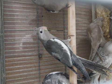 Yavru sultan wf albino ve grey 1 takim wf sultan