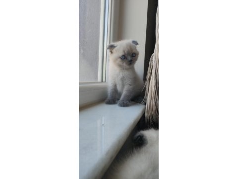 Scottish fold erkek blue point