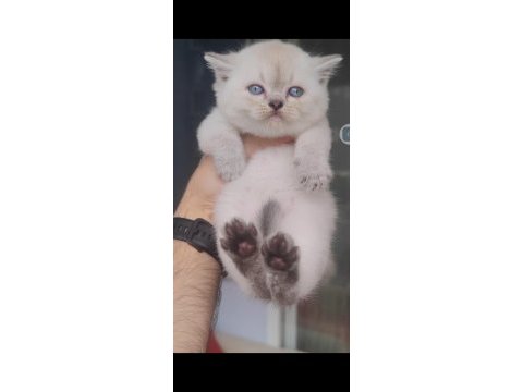 British shorthair kedisi
