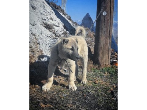 Kangal yavrusu köpeği