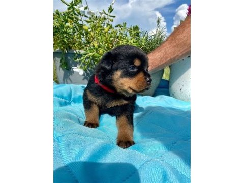 Üst segment sağlık ırk garantili rottweiler