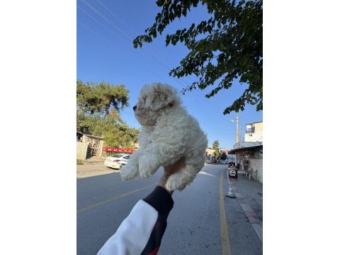 Üst kalite aşılı dişi maltipoo yavrumuz