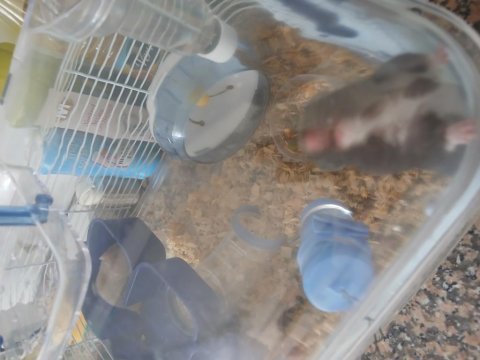 Hamster yavru